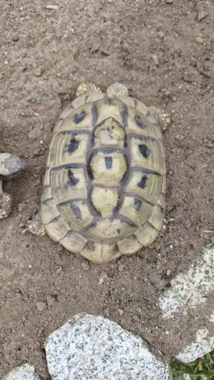 1 weibliche Griechische Landschildkröte Bild 4