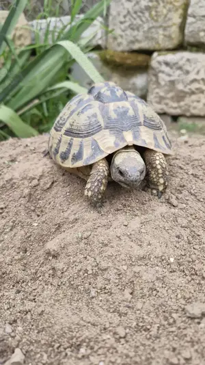 1 weibliche Griechische Landschildkröte Bild 7