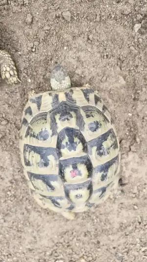 1 weibliche Griechische Landschildkröte Bild 8
