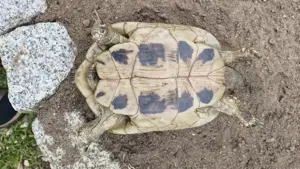 1 weibliche Griechische Landschildkröte Bild 5
