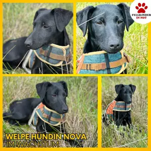Kleine Terrier Mischlingshündin Nova sucht ihre Familie