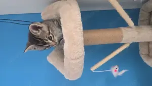 Kater sucht Neues Zuhause 