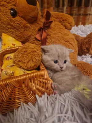 Reinrassige BKH Kitten 