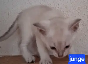 Katzenbaby sucht sein zuhause