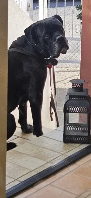Cane Corso Hündin sucht liebevolles Zuhause 
