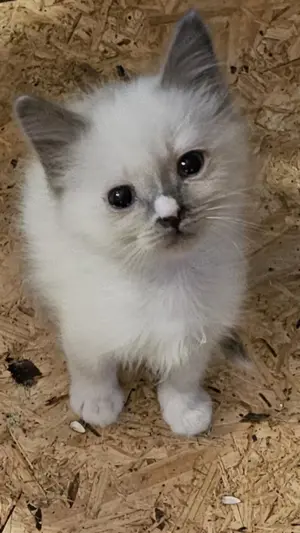 Zuckersüße Heilige Birma Katerchen (14 Wochen) suchen liebevolles Zuhause!