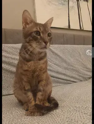 Cismigiu ein ruhiger und liebevoller Kater sucht sein neues Zuhause 