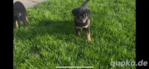 ADRK Rottweiler Welpen