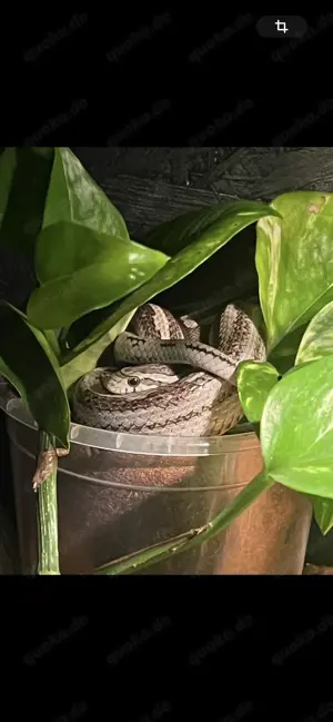 Kornnatter Männchen mit Terrarium und Zubehör
