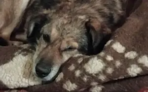 Oskar sucht ein empathisches Zuhause