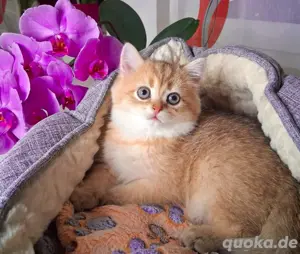 Reirassige Bkh Kitten suchen ein liebevolle Zuhause
