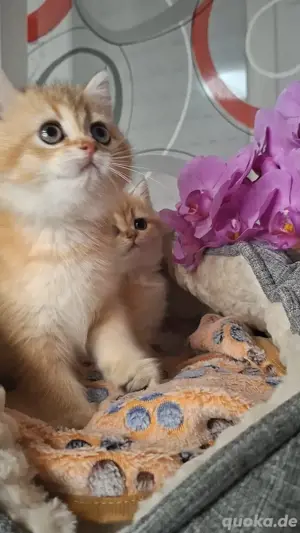 Reirassige Bkh Kitten suchen ein liebevolle Zuhause Bild 2