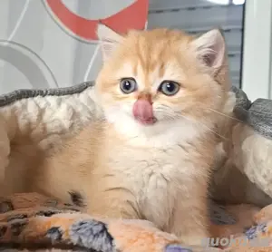 Reirassige Bkh Kitten suchen ein liebevolle Zuhause Bild 4