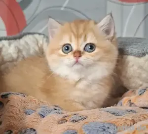 Reirassige Bkh Kitten suchen ein liebevolle Zuhause Bild 5