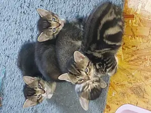 Kitten gegen eine Schutzgebühr zu vergeben.