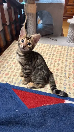 Balou - der letzte kleine Herzensbrecher auf der Suche nach einem Für-Immer-Zuhause!