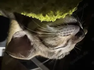 Kitten orientalisch Kurzhaar mit Stammbaum 