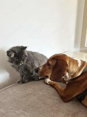 Liebevolle Bracken Mischlingshündin Asia sucht ihr zuhause Bild 3