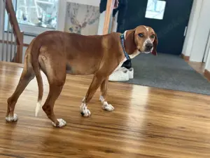 Liebevolle Bracken Mischlingshündin Asia sucht ihr zuhause Bild 4