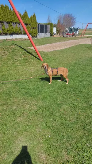 Liebevolle Bracken Mischlingshündin Asia sucht ihr zuhause Bild 5