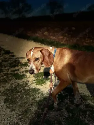 Liebevolle Bracken Mischlingshündin Asia sucht ihr zuhause Bild 6