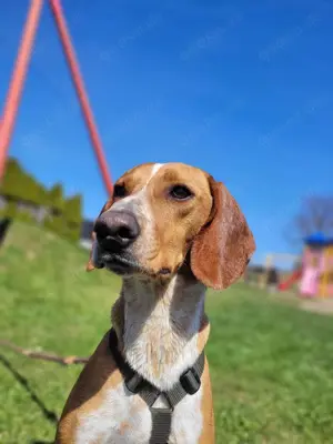 Liebevolle Bracken Mischlingshündin Asia sucht ihr zuhause Bild 2
