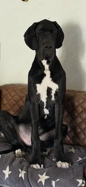 Deutsche Doggen Rüde 