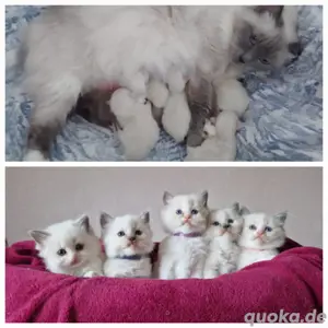 Ragdoll Deckkater mit Stammbaum  Bild 6