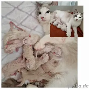 Ragdoll Deckkater mit Stammbaum  Bild 9