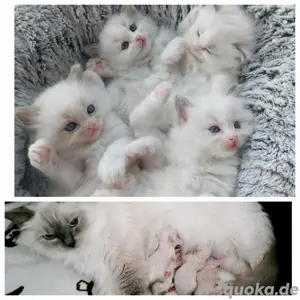 Ragdoll Deckkater mit Stammbaum  Bild 7