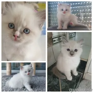 Ragdoll Deckkater mit Stammbaum  Bild 8