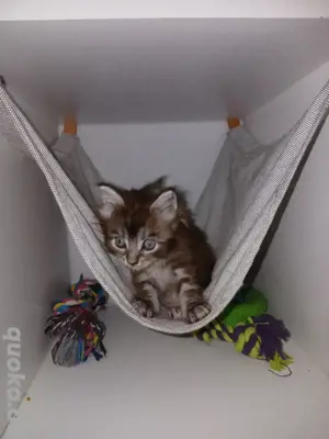 Reinrassige Maine Coon 