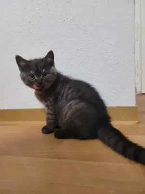 BKH Kitten Katzenbaby