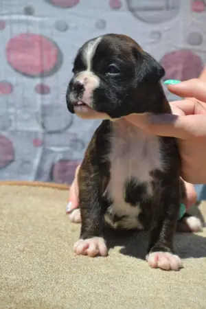 Deutsche Boxerwelpen, Rüden und Hündinnen
