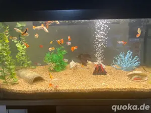 Aquarium mit verschiedenen Fischarten   inklusive Nachwuchs!
