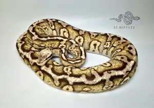 0.1 Stranger Firefly 100% HET Clown (proven breeder)