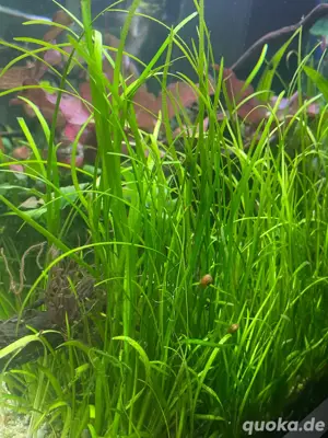 Sagittaria sp. 