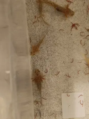Wunderschöne Axolotlbabys