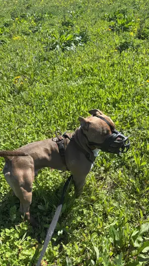 American Bully pocket