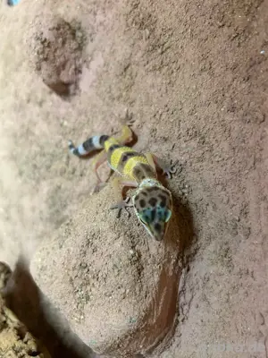 Leopardgeckos