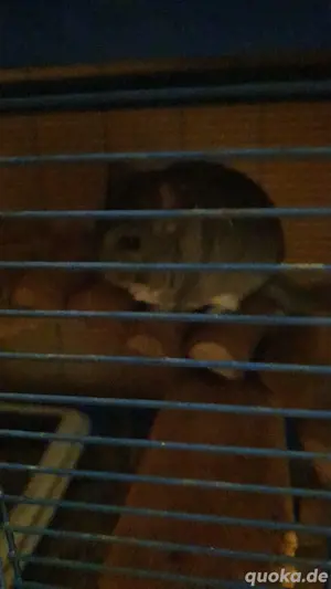 chinchilla 