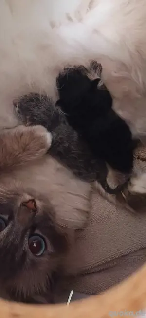 Heilige Birma MIX Kitten Bild 3