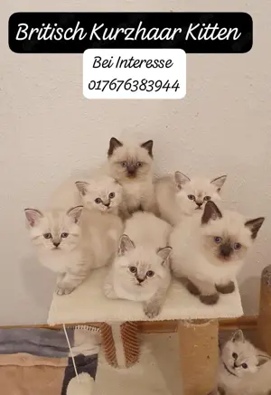 BKH Kitten Point.Blau Augen. 