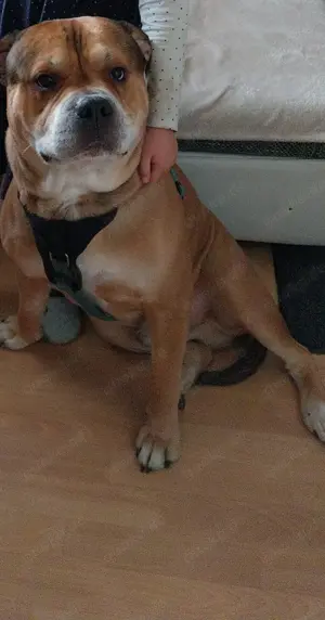 Liebevoller Familien Hund dringend