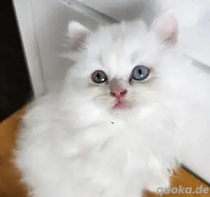 Maincoon Mix 