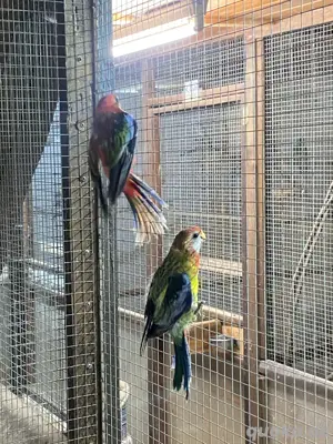 Rosella Sittiche Prachtrosella Bild 3