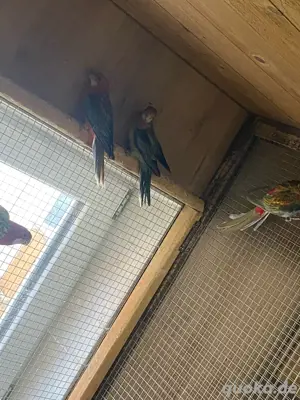 Rosella Sittiche Prachtrosella