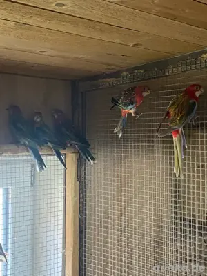 Rosella Sittiche Prachtrosella Bild 2