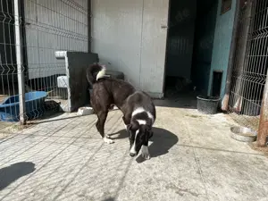 Donald ist ready für eine neues Zuhause Bild 10