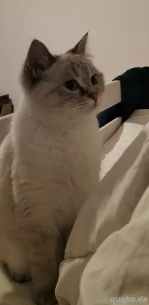 verspielte Katze